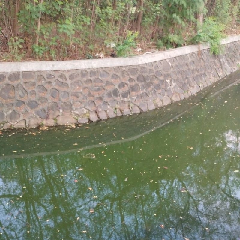 ESSEN GALAPUNG ESSEN GALATAMA ESSEN LELE BAWAL MAS PATIN