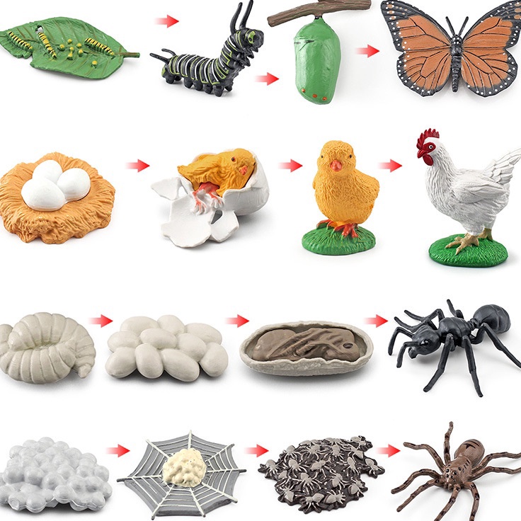 First Arrival  Mainan Binatang Edukasi Anak TK SD Hewan Belajar Mengenal Metamorfosis Simulasi hewan