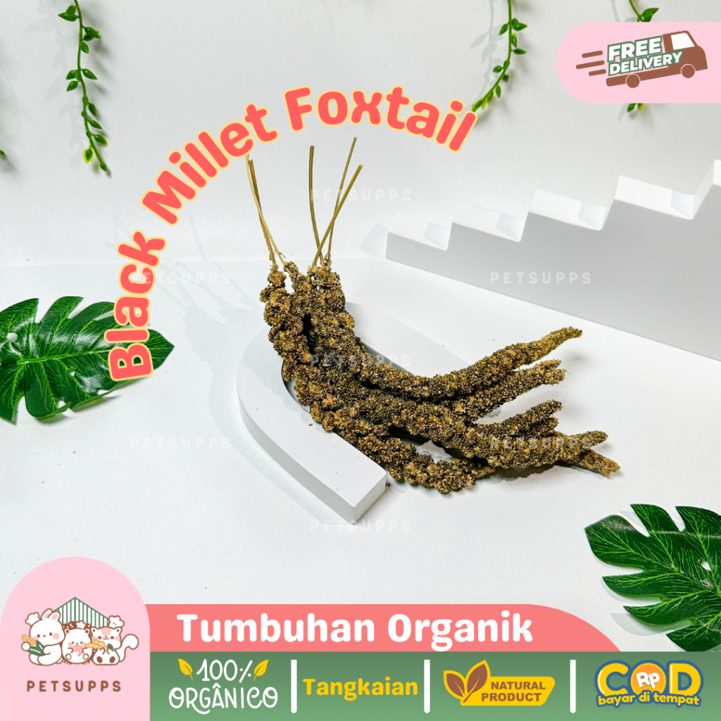Petsupps Black Millet Spray - Snack Organik Hewan | Foxtail Jewawut Tangkai Hitam | Cemilan Hamster