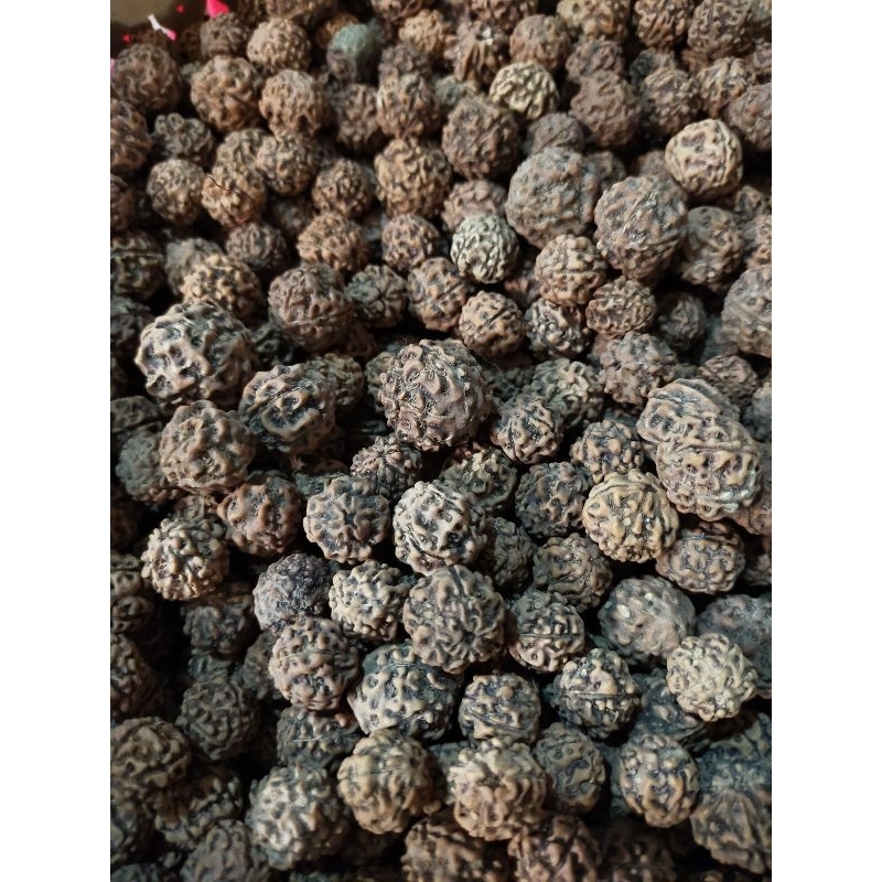 

Biji Jenitri - genitri - Jenitrie seeds - biji india - bahan kerajinan