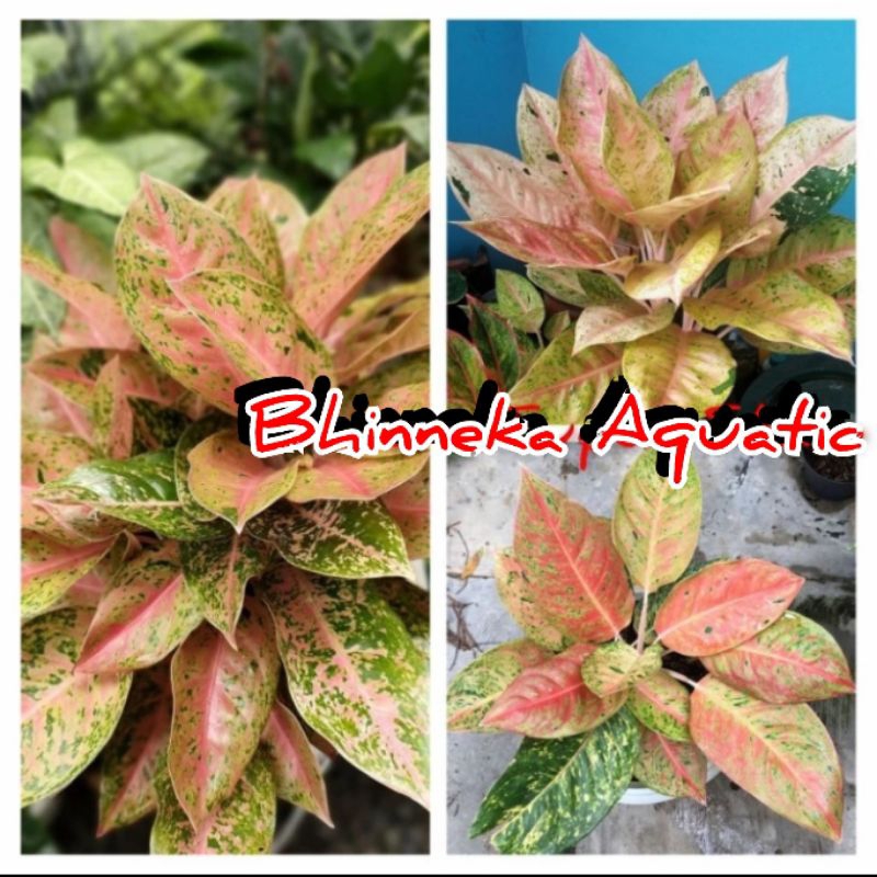 Aglonema Big Roy Aglaonema Dewasa Remaja Anakan Tanaman Hias Bunga Murah Ekonomis