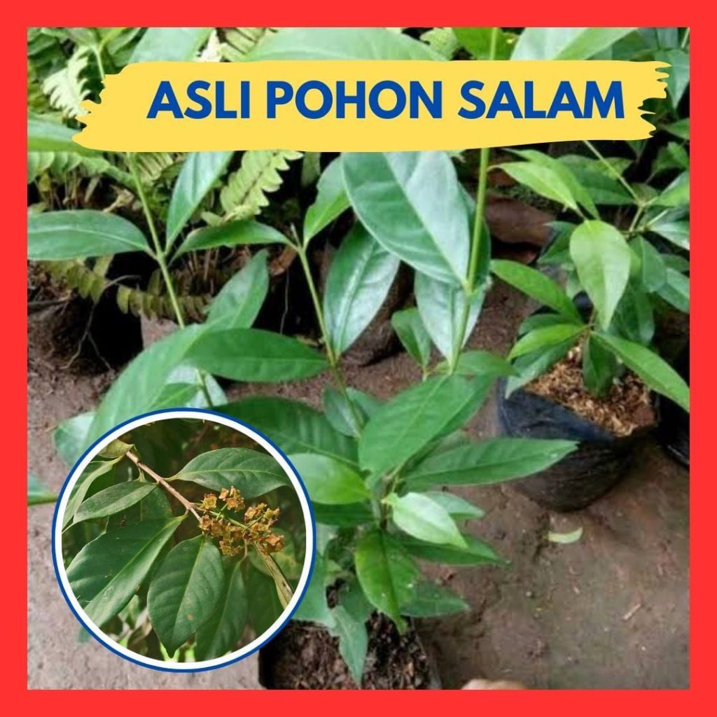 Promo.. Pohon Salam Besar, Pohon Salam Koja