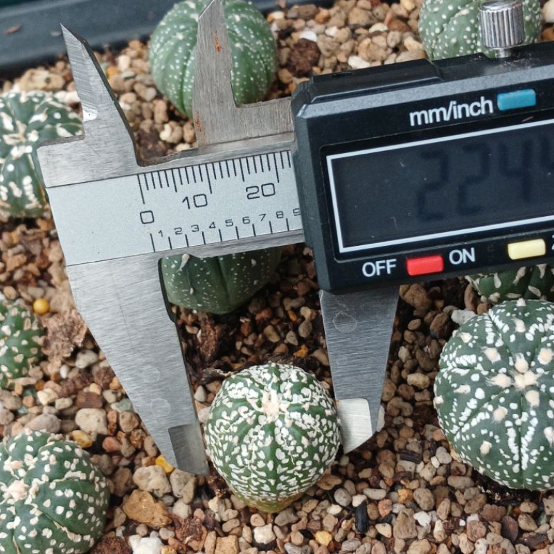 Astrophytum Mix | Kaktus