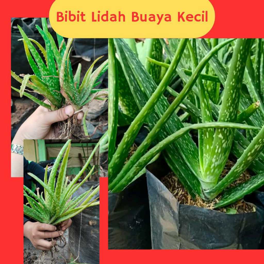 Lidah buaya kecil, Anakan lidah buaya, Lidah buaya mini