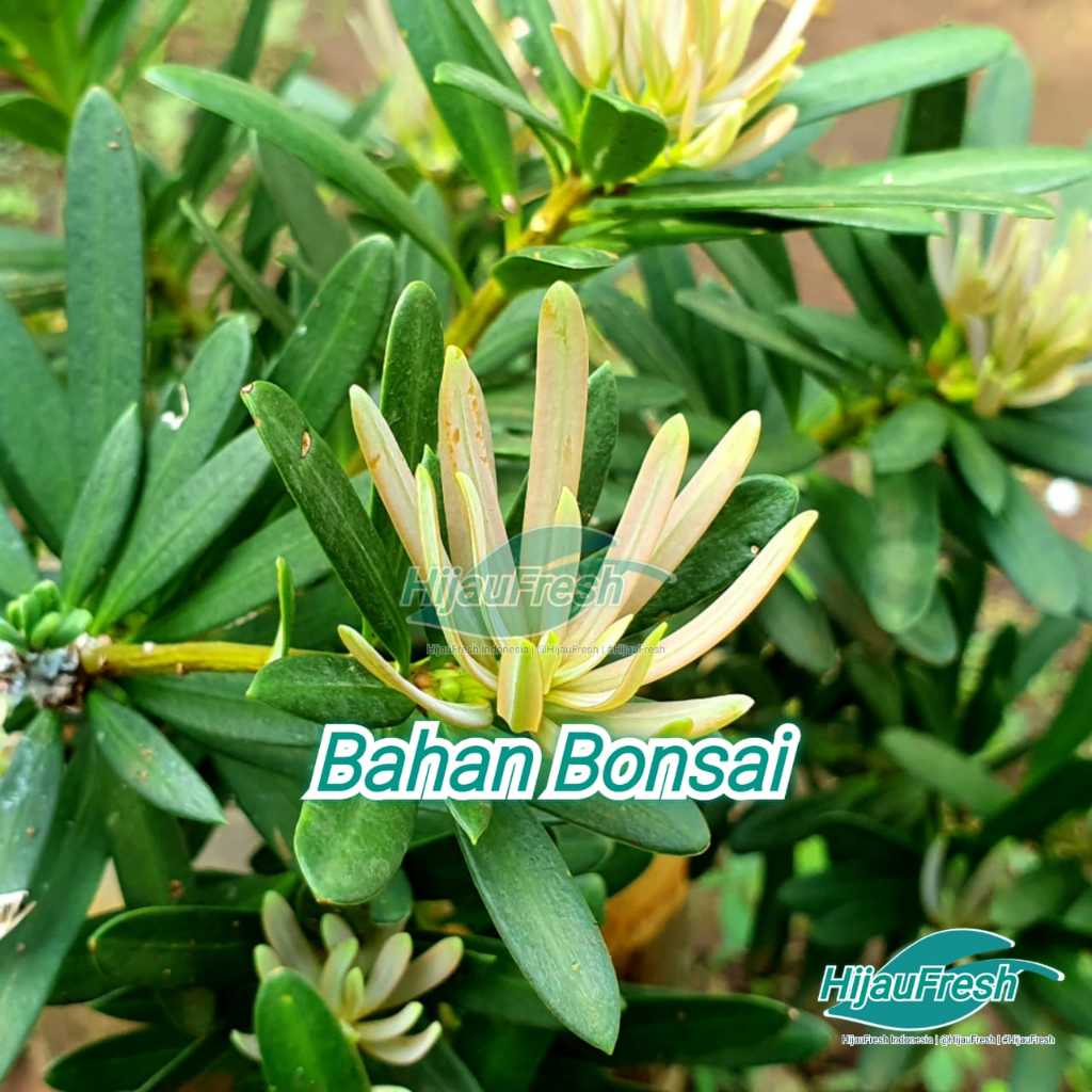 Lohansung Pucuk Pink Bahan Bonsai | HijauFresh | @HijauFresh | #HijauFresh