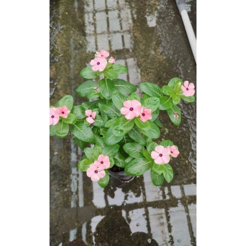 Bunga Vinca Hidup Batam