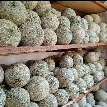 

melon putih manis full 15.000/buah berat -+ 1kg