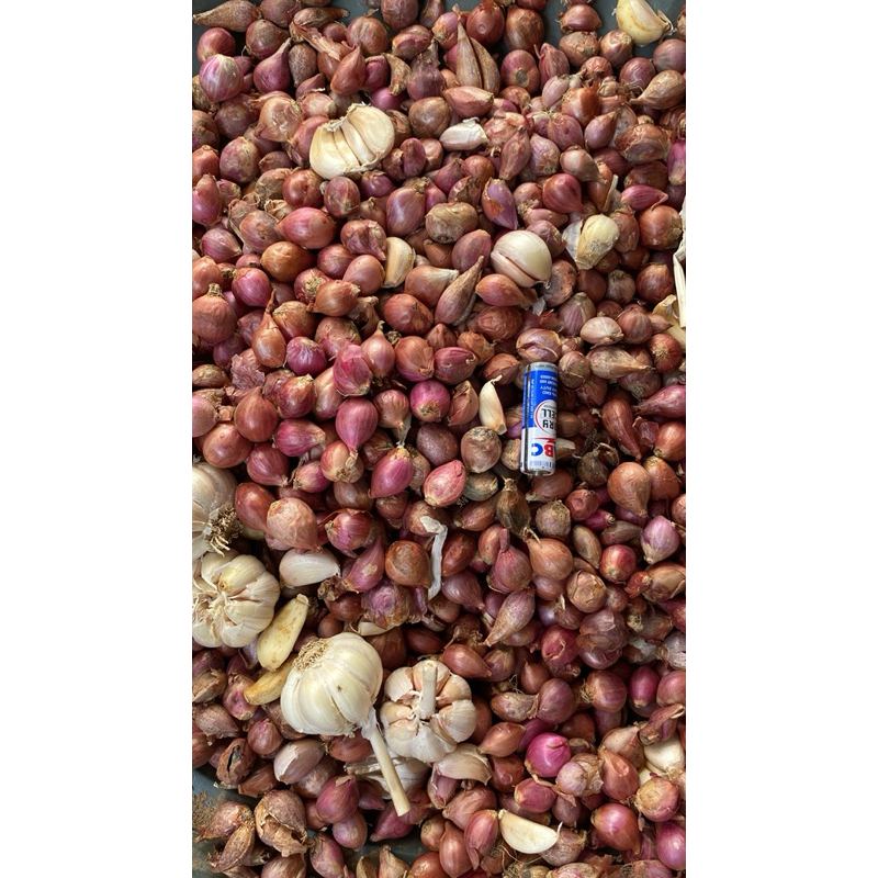 

Bawang Merah Probolinggo ukuran Kecil - Tanggung