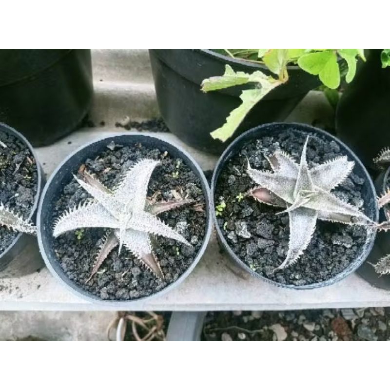 dyckia Tarzan dan Marnier