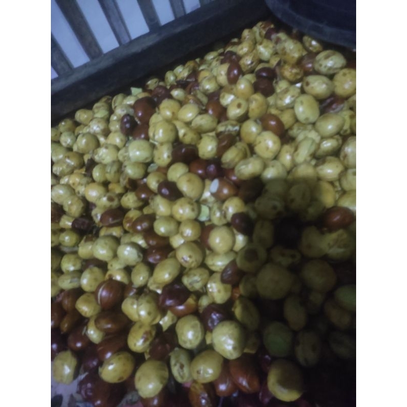 

jengkol tua