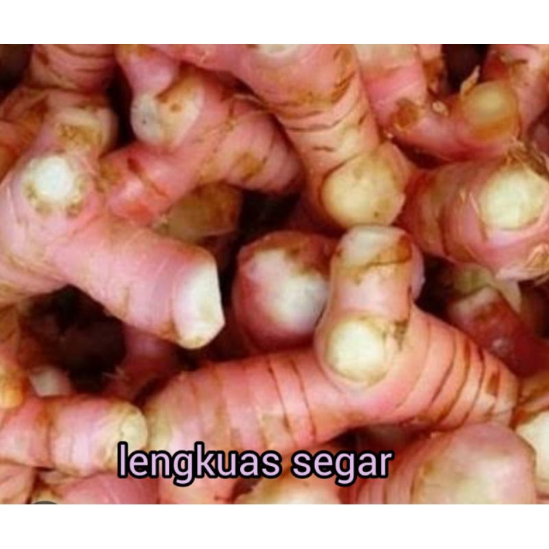 

LENGKUAS SEGAR RP 6.000 / 250 gram