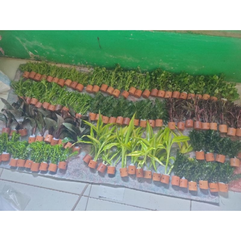 paket 10 pot 10 jenis tanaman aquascape stamplant
