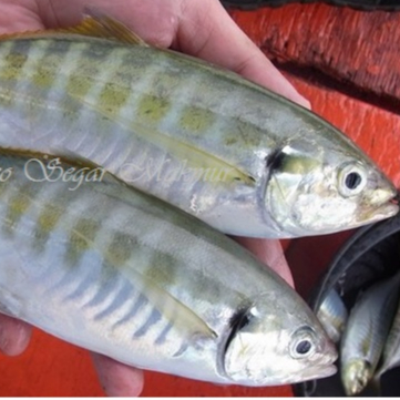 Ikan Kembung Segar / Ikan Kembung 1Kg / Ikan Kembung Como / Ikan Como / Seafood / Ikan Laut / Ikan S