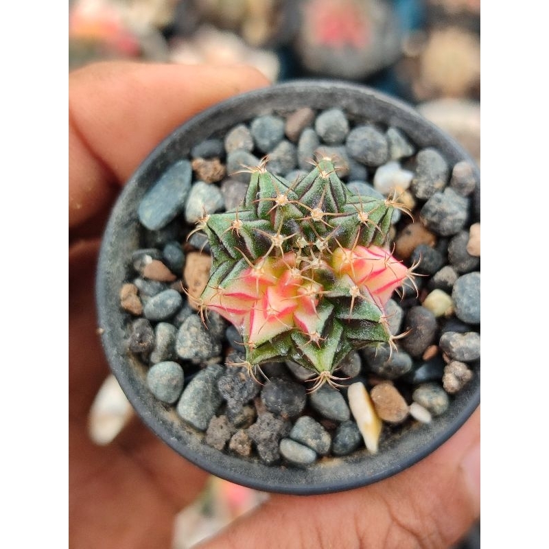 miha hybrid varigata seedling warna cakep