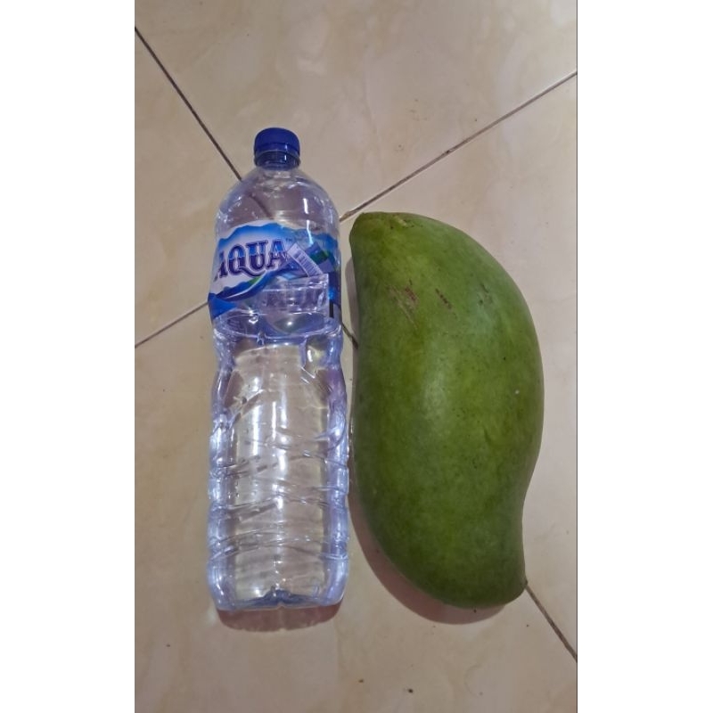 fresh cangkok mangga mahatir