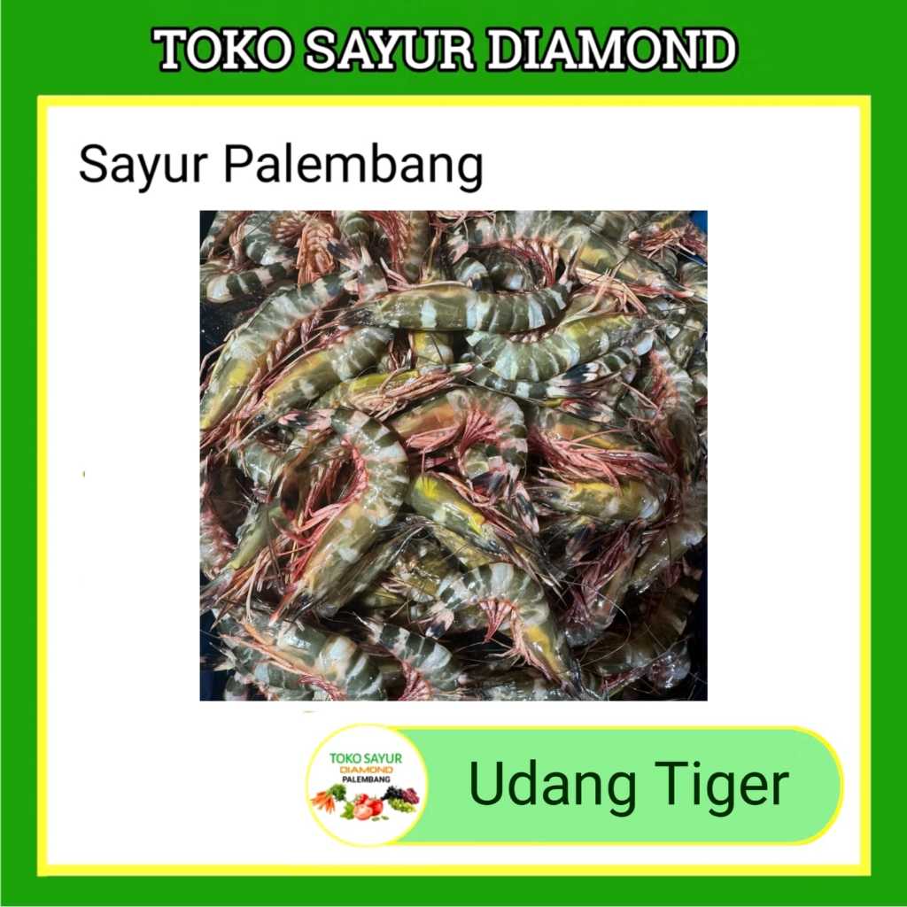 

Udang Tiger Cat