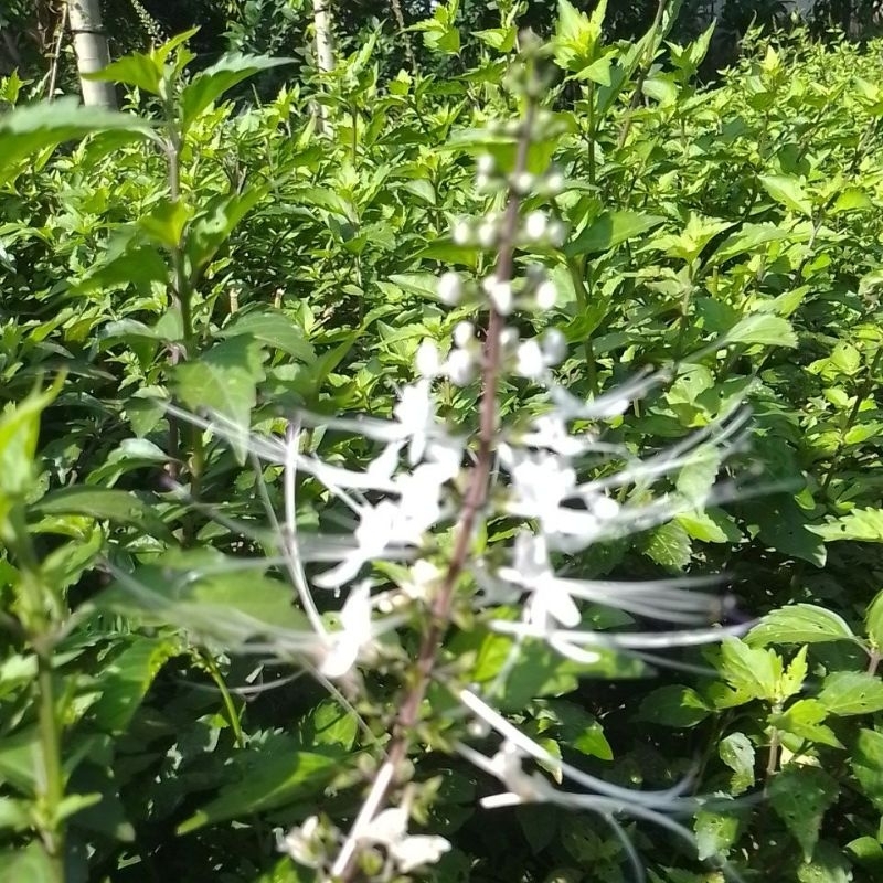 

daun kumis kucing segar daun fresh 100 gr alami