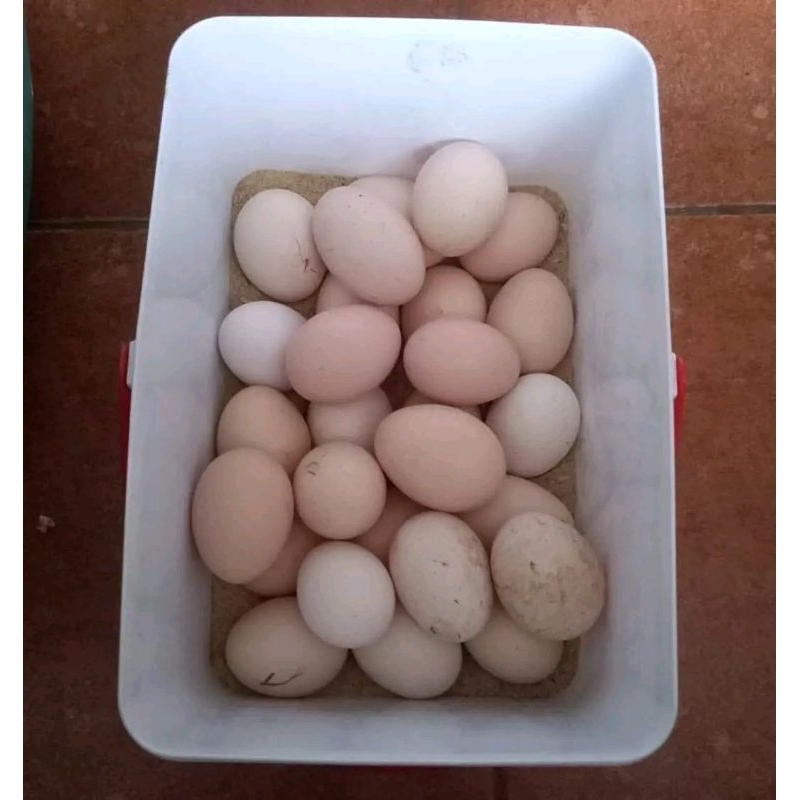 

TELOR AYAM KAMPUNG