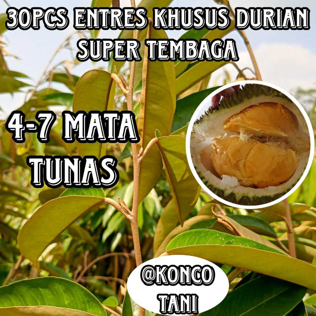 (PROMO) ENTRES DURIAN SUPER TEMBAGA BANGKA (30PCS)
