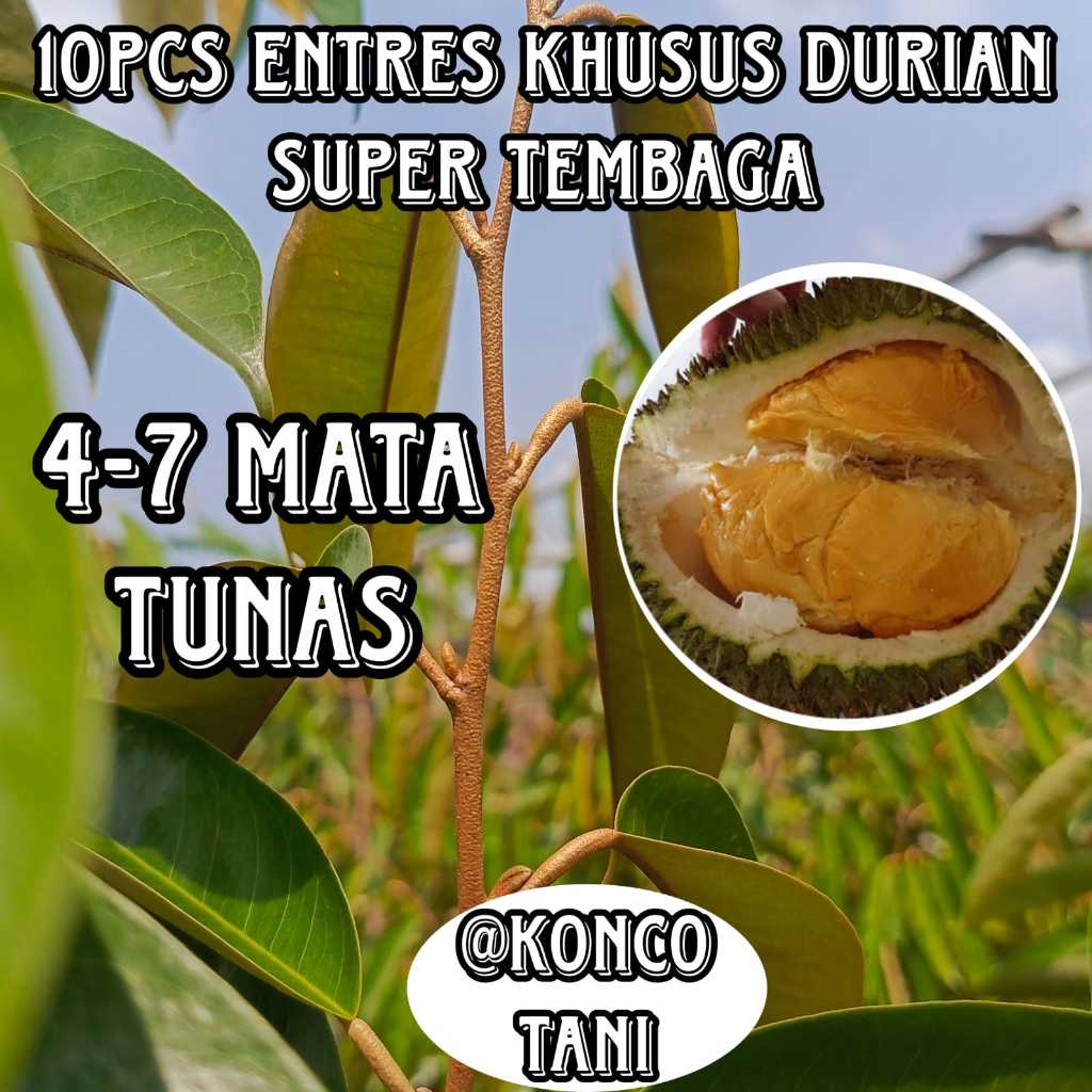 (PROMO) ENTRES DURIAN SUPER TEMBAGA BERKUALITAS SUPER MURAH (10PCS)