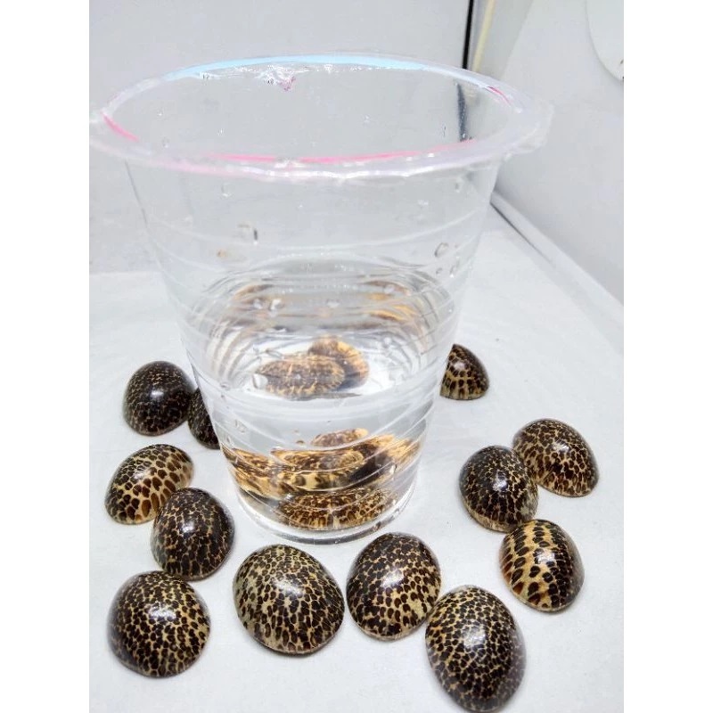 Bahan cincin akik kayu liwung