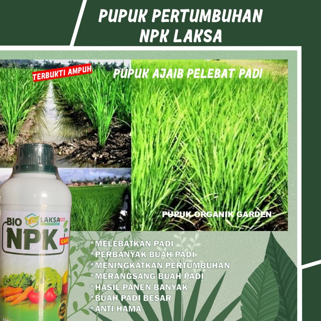 (PUPUK PELEBAT ANAKAN PADI TERBAIK) BIO NPK LAKSA MELEBATKAN PADI HASIL PANEN MENINGKAT, Tahan Terha
