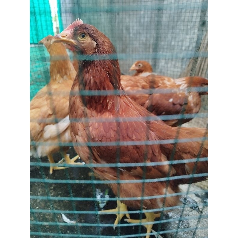 pullet ayam petelur berbagai usia