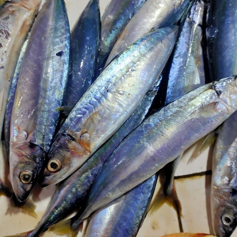 

ikan Salem 500 gr