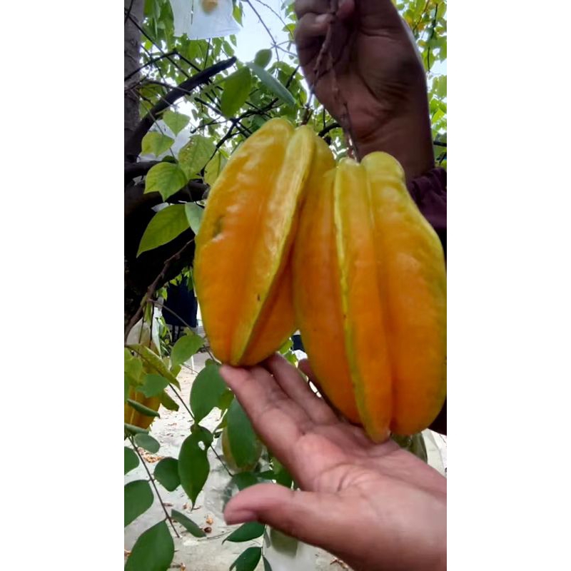 

BELIMBING MADU JUMBO KONDISI BERBUNGA/BERBUAH