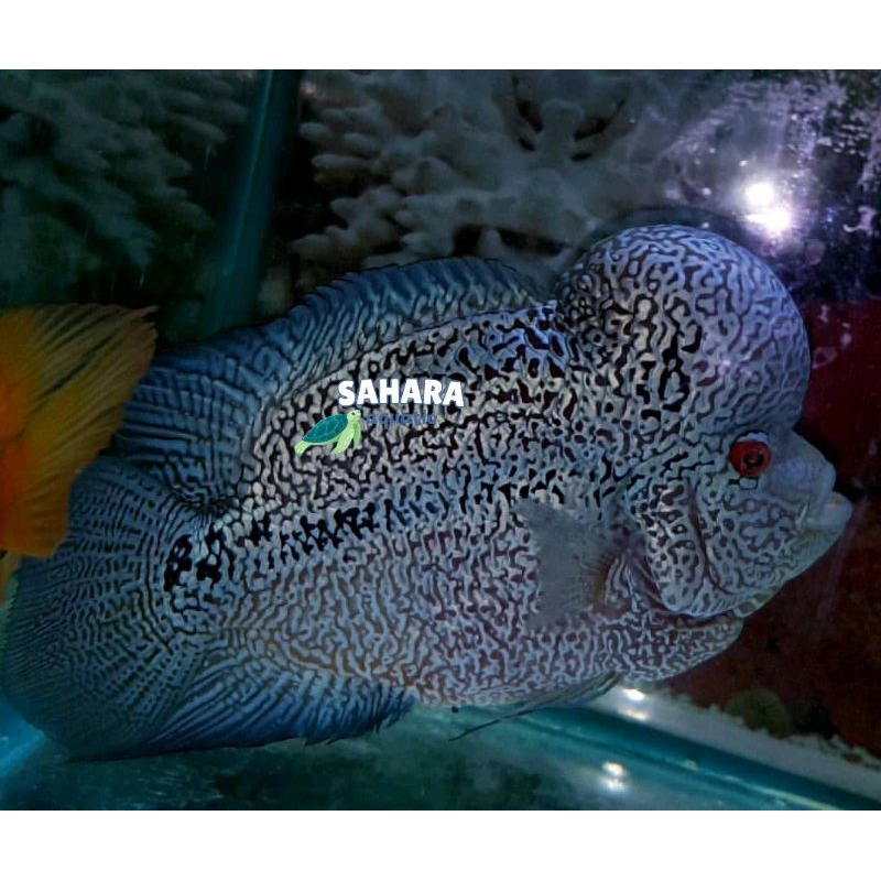 hiasan aquarium lohan cencu dekorasi akuarium full mutiara berkualitas