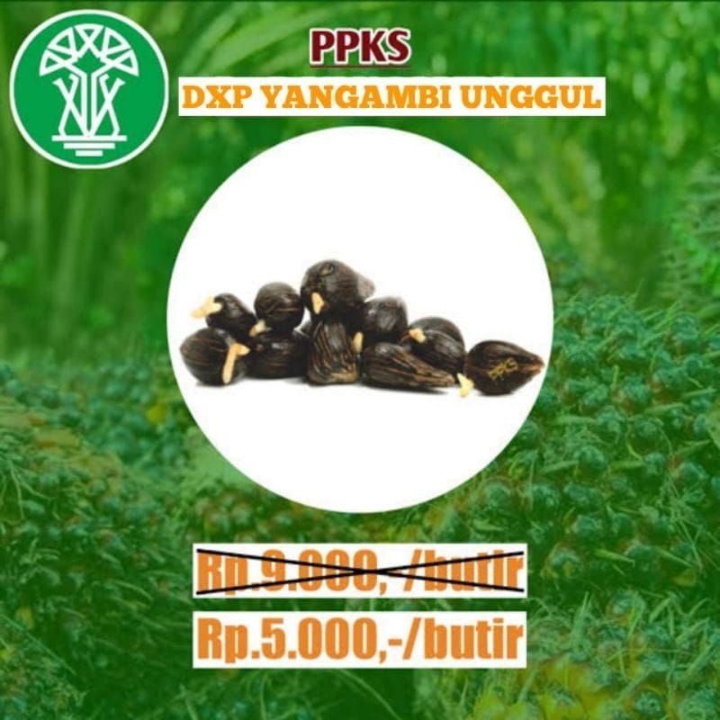 kecambah sawit yangambi per butir