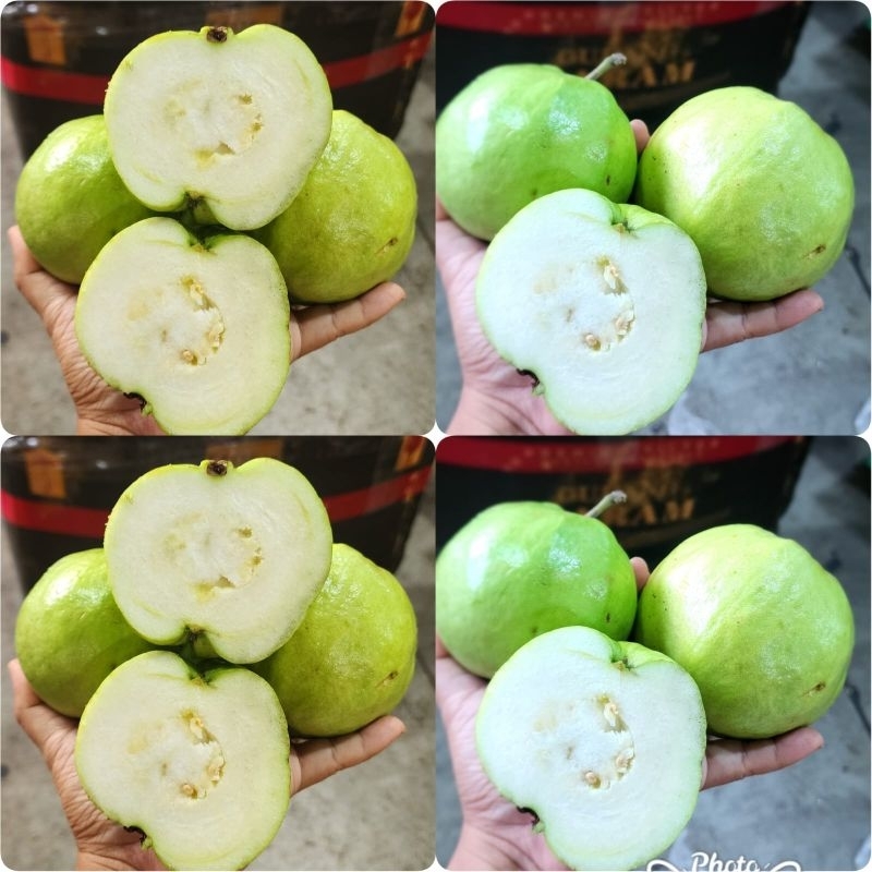 

Jambu Kristal Kebumen 500g