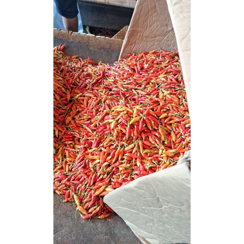 

Cabe Rawit Merah 500 g