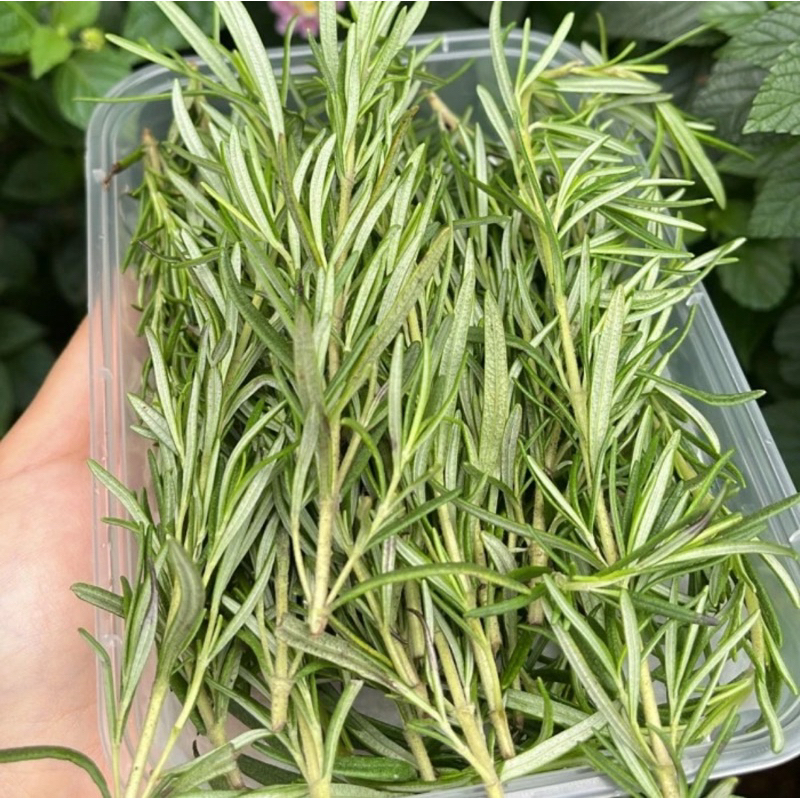 

rosemary leaves