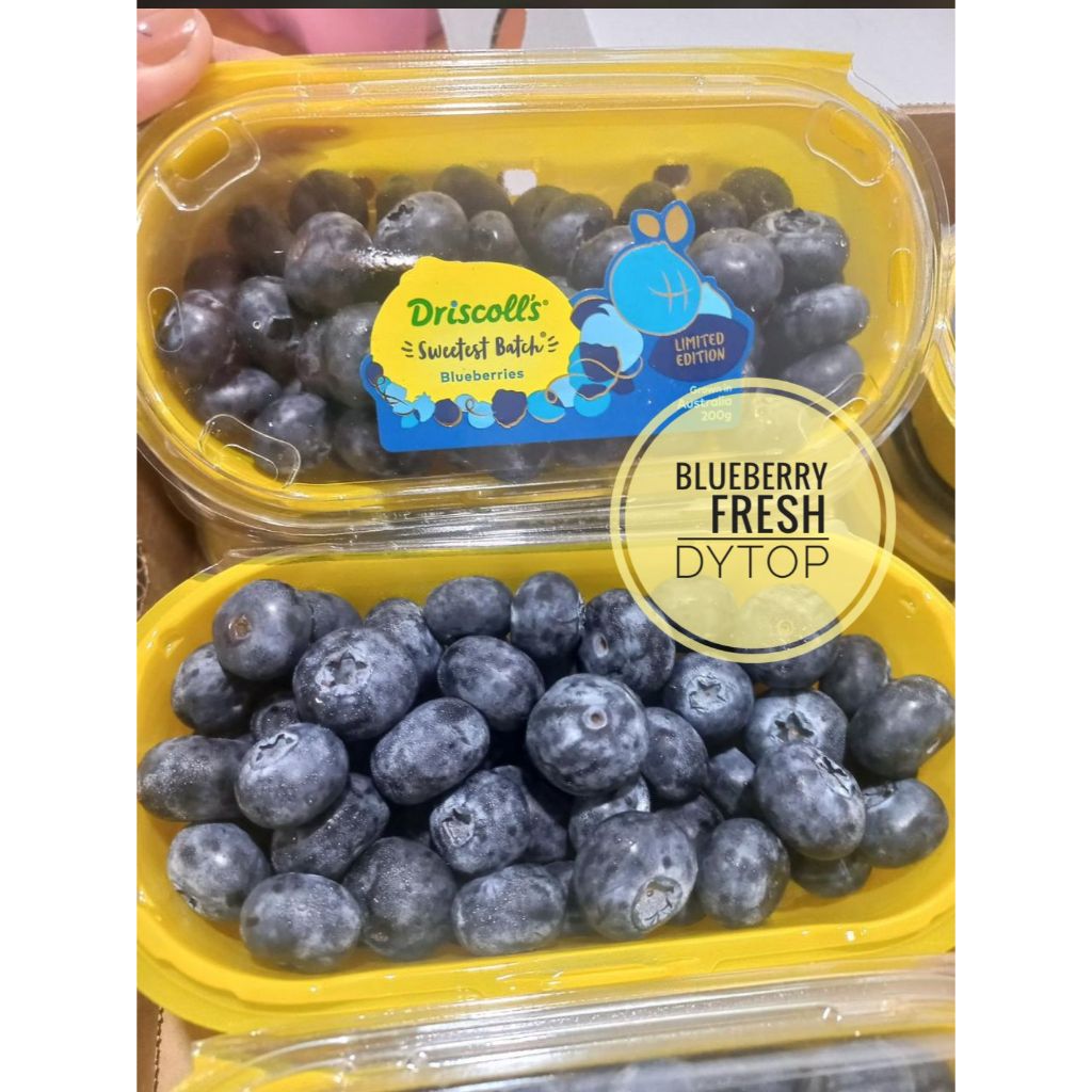 Buah Blueberry Jumbo Import Fresh Segar