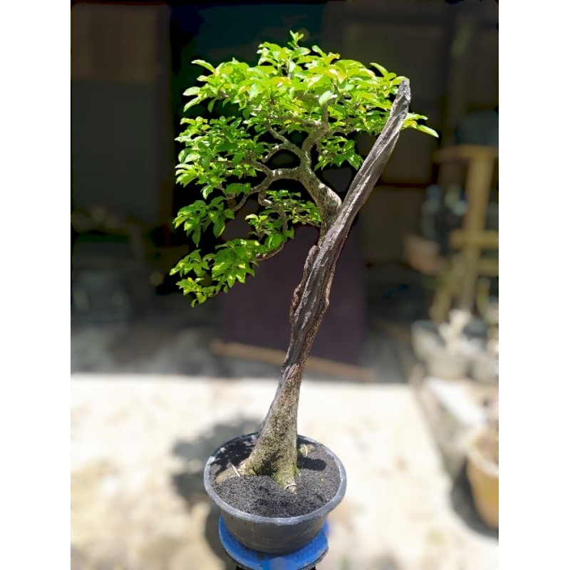 Bonsai gulgum / gulo gumantung kontes  siap pajang cakep realpict + potnya gaya bunjin literati