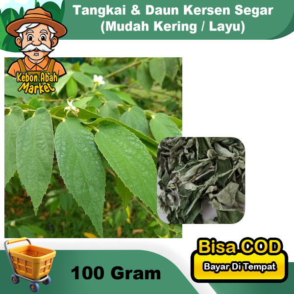 

Tangkai Dan Daun Kersen 100 Gram Segar Obat Herbal