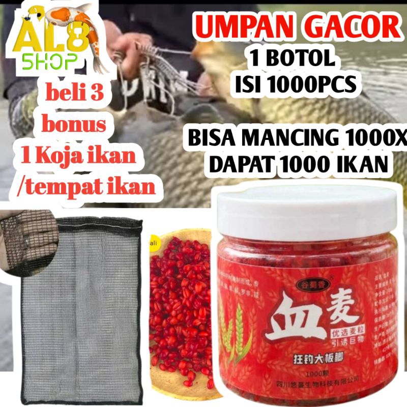 1000 butir umpan ikan gacor juara pancing