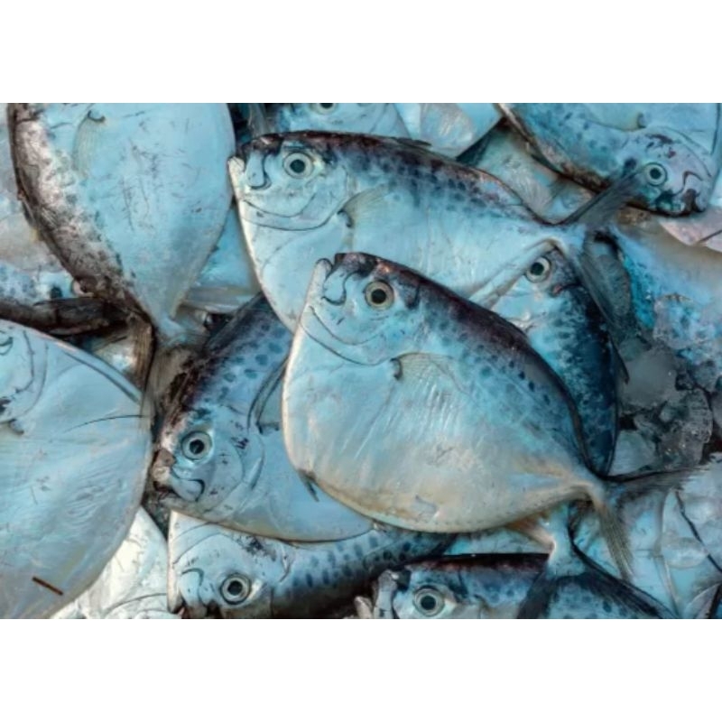 

ikan etem | cue etem