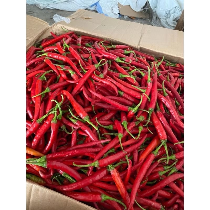 

Termurah Cabe Merah Keriting 1Kg / Cabe Keriting Merah 1kg dijamin fresh segar