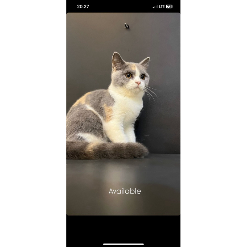 Kucing British Short Hair