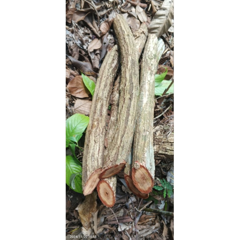 

Akar bajakah asli 1kg