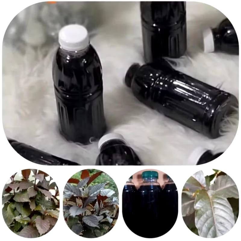 

Teh daun ungu 350 ml