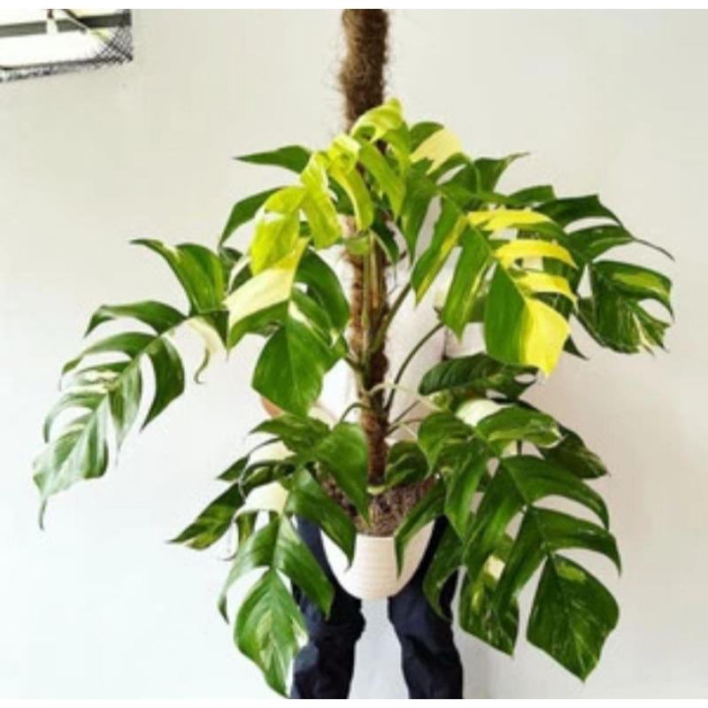 tanaman hias monstera epipprenum varigata asli/monstera varigata daun jumbo