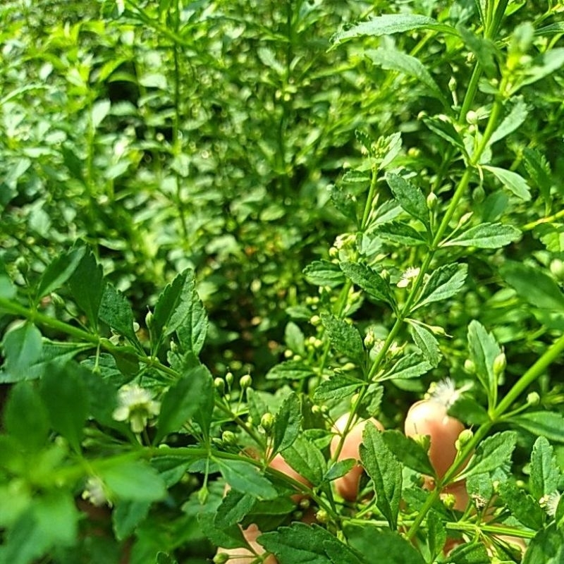 

( 200g ) SAPU MANIS SEGAR >>>TANAMAN HERBAL<<<