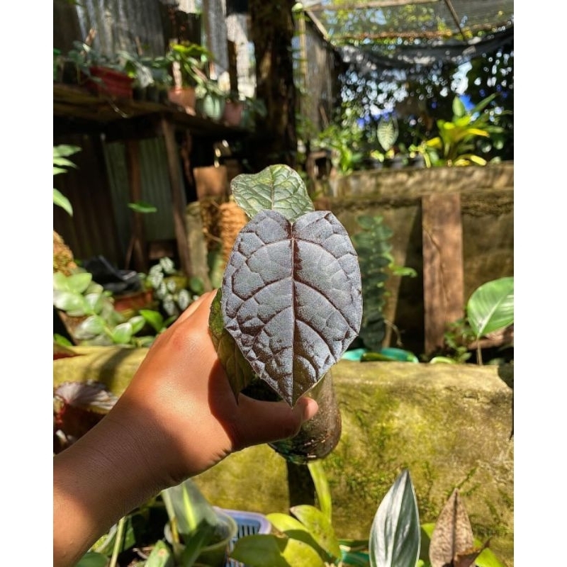 piper black badman sp borneo