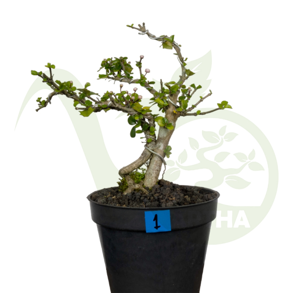 Paket Bibit Bahan Bonsai Mirten Duri