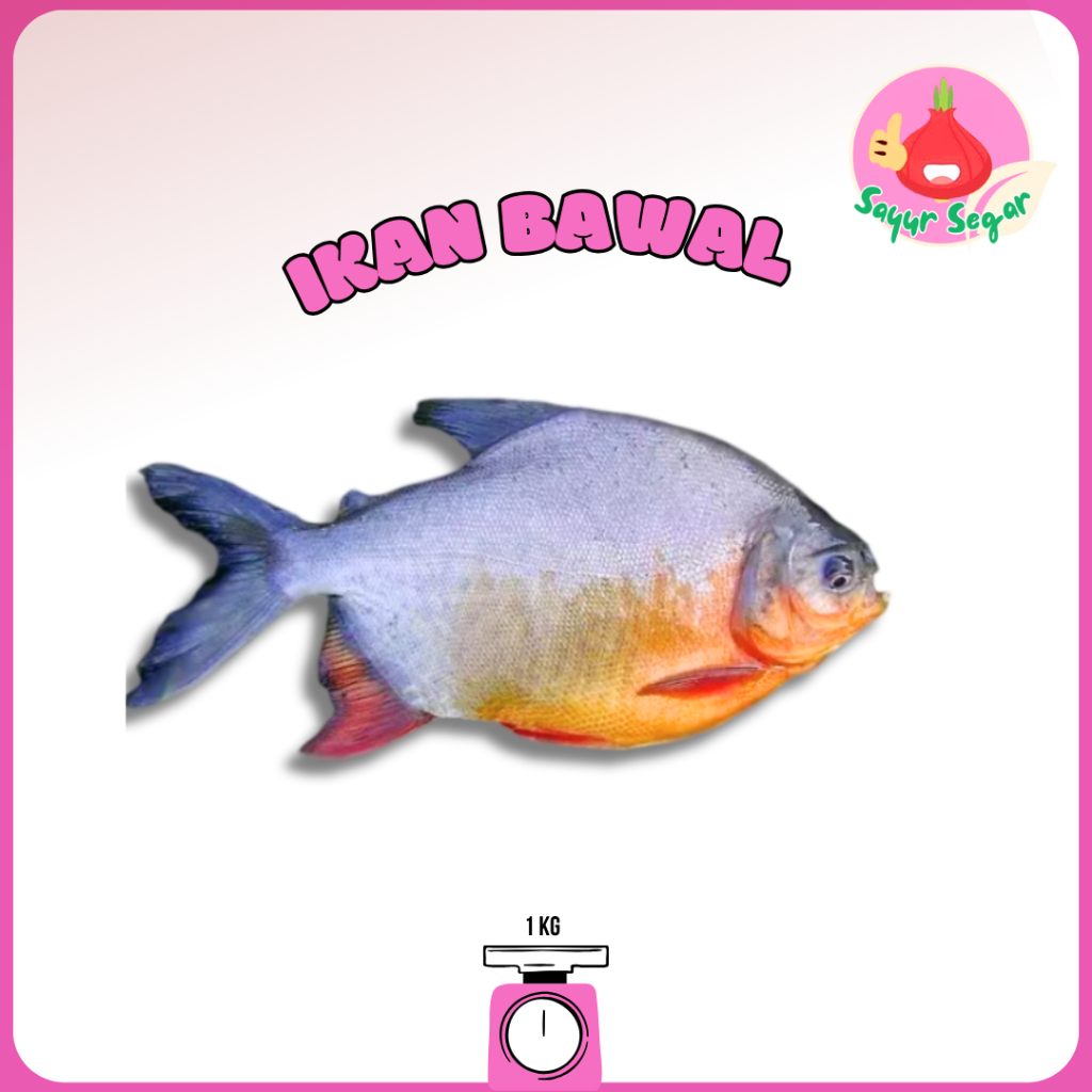 

Sayur Segar - Ikan Bawal Segar 1 kg / Promfet Fish
