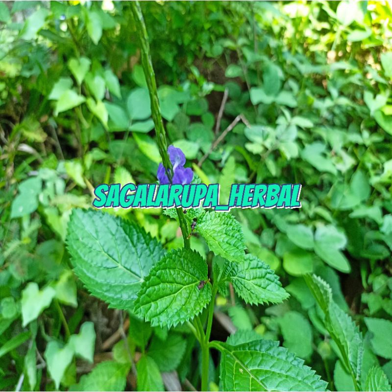 

DAUN BATANG AKAR PECUK KUDA SEGAR 250 GRAM