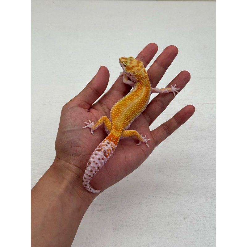 Leopard Gecko WY Tremper poss Snow